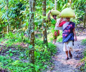 Cardamom plantation