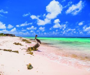 Pelican, Bonaire