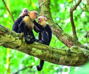 Capuchin Monkeys