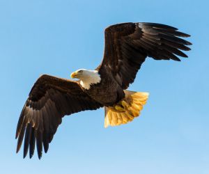 Bald Eagle