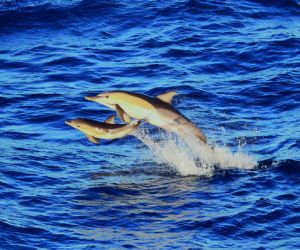 Common dolphins