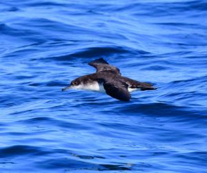 Manx shearwater