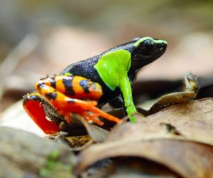 Mantella frog