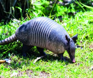 Armadillo