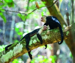 White-faced Capuchin monkeys