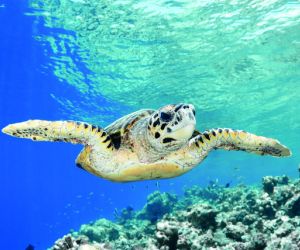 Hawksbill Sea Turtle