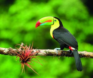 Toucan