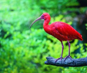 Scarlet Ibis