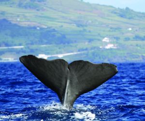 Sperm Whale