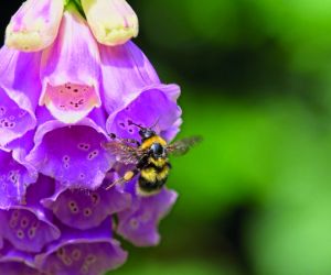 Pink foxglove