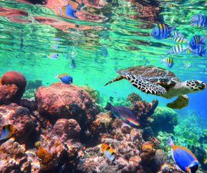 Hawksbill Turtle