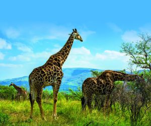 Giraffe, Hluhluwe-Imfolozi