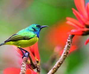 Collared sunbird