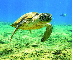 Turtle