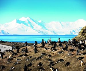 Chinstrap Penguin Colony