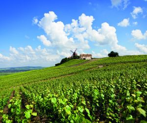 Vineyards in the Champagne region of France