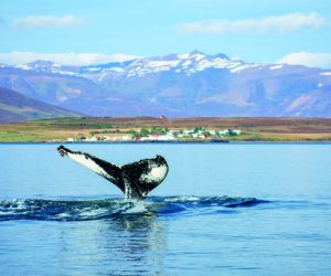 Whale diving off Iceland