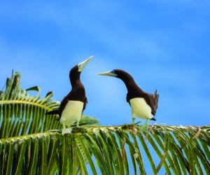 Brown booby