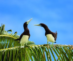 Brown booby