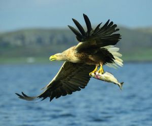 White-tailed eagle