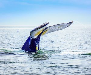 Whale watching, Tadoussac