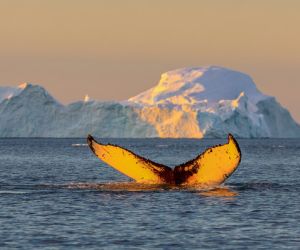 Humpback Whale, Disko Bay