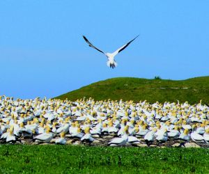 Gannetry at Cape Kidnappers