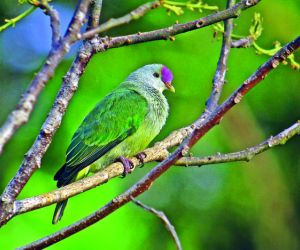 Fruit Dove, Cook Islands