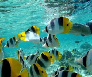 Butterfly fish