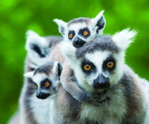 Lemurs