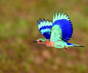 Indian Roller