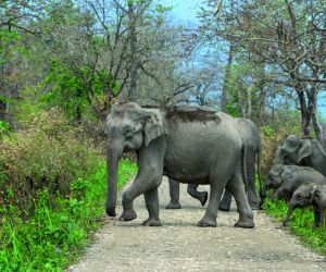 Baby elephants, Manas National Park