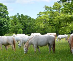 Lipica Stud Farm