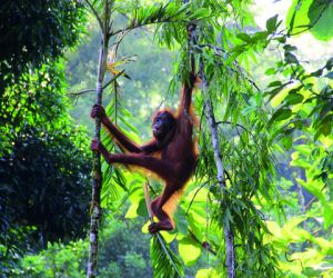 Orangutan