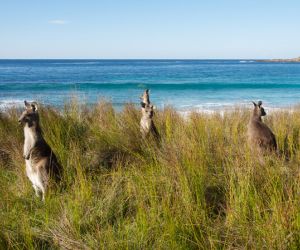 Kangaroos