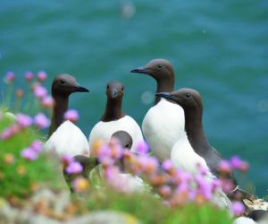 Guillemots