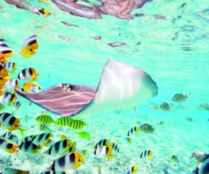 Stingray
