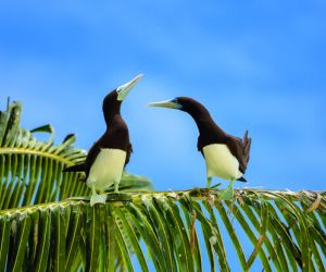 Brown Booby, VVaivsabuy
