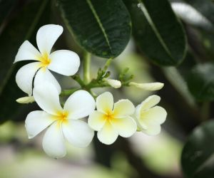 Frangipani flower