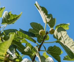 Cilento white figs