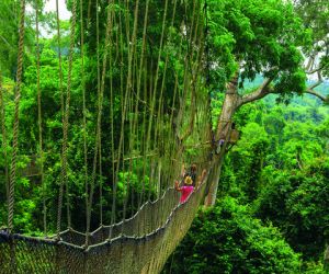 Canopy walkway, Kakum National Park, Ghana