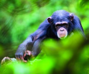 Chimpanzee, Tacugama Sanctuary
