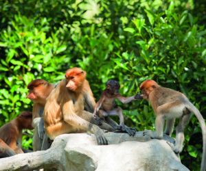 Proboscis monkeys, Sandakan