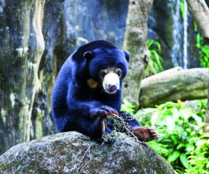 Sun bear