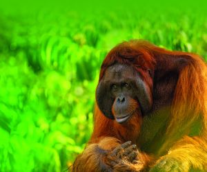 Orangutan
