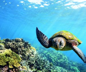 Turtle, Ningaloo Reef
