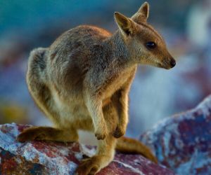 Rock wallaby