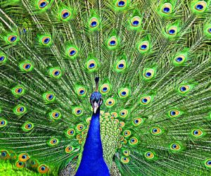 Peacock at Castle Howard