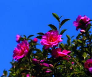 Camelias