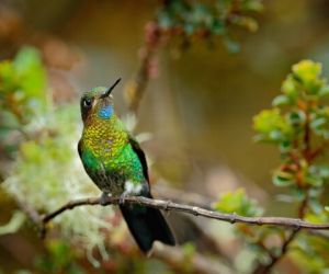 Birdlife Chingaza National Park